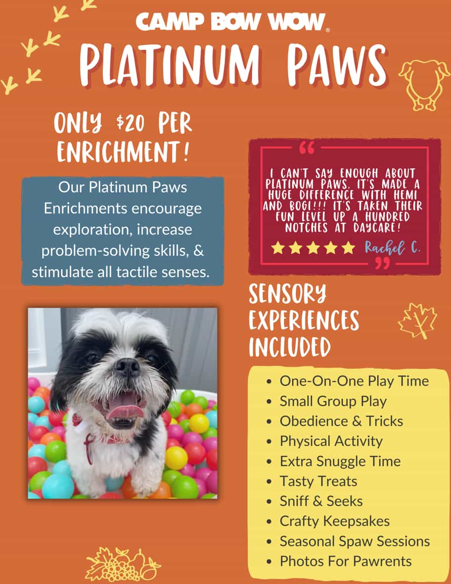 Camp Bow Wow Platinum Paws flyer - only $20 per enrichment